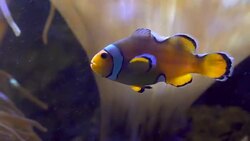 ClownFishes or Anemonefishes Stock Footage