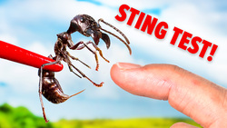 Stung by a Bullet Ant (Truth Revealed) Instructional Video