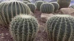 Dolly cactus Stock Footage
