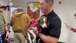 5 dogs reunited with Indiana soldiers who helped rescue them News Clip