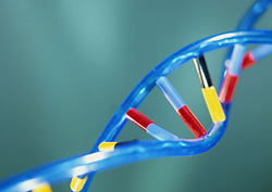 Base (biología) Instructional Video