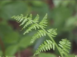 Trees: What Are Trees? Instructional Video