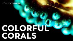 Putting Coral Under the Microscope Instructional Video