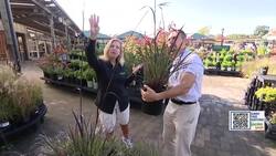 Garden Guide: Ornamental grasses provide fantastic foliage centerpieces News Clip