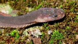 Conservationist: 'You don't know what you're going to find' News Clip