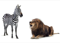 The Chase Instructional Video