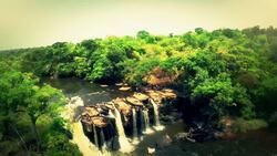 How to Identify a Crocodilian Instructional Video