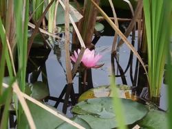 Gymnosperms and Angiosperms: Characteristics of Angiosperms Instructional Video