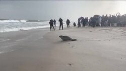 2 seals released into waters at Tiana Beach in Hampton Bays News Clip