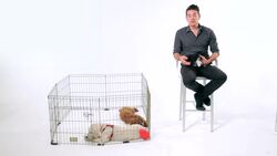 How to Keep Your Puppy Off Furniture Instructional Video