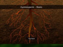 Kingdom Plantae - Gymnosperms Instructional Video