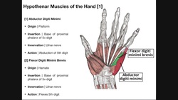 Palmar Musculature | The Hypothenar Muscles Instructional Video