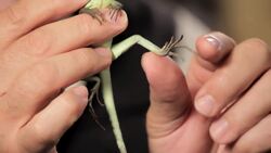 4 Cool Facts about Basilisks Instructional Video