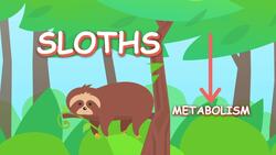 I WONDER - Why Are Sloths So Slow? Instructional Video