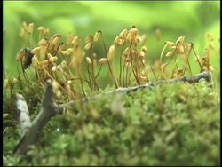 The Biosphere: Biotic and Abiotic Factors Instructional Video