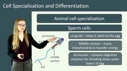 Cell Specialization and Differentiation in Plants and Animals Instructional Video