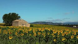 Stone house in Sunflower field blooming near lavender fields during summer in Valensole plain of Provence France Stock Footage