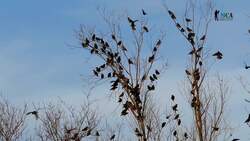 Understanding Animal Social Structures for Survival Instructional Video