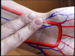 Exploring the Circulatory System Instructional Video