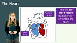 The Heart and Blood Vessels: Structure and Function Explained Instructional Video