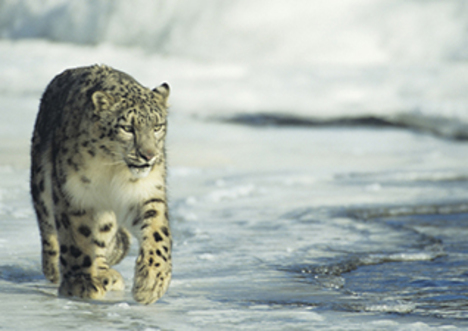 Snow Leopard