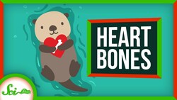 Why River Otters Have Bones… In Their Hearts Instructional Video