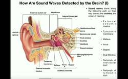 Anatomy - Hearing (Part 1) - The Pathway of Sound up to the Oval Window Instructional Video