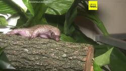 New documentary shines light on plight of pangolins, one of the world's most trafficked mamals News Clip