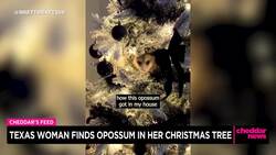 Texas Woman Finds Opossum in Christmas Tree News Clip