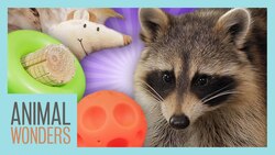 Raccoon Scores New Toys! Instructional Video
