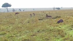 cheetahs hunting in savanna at africa Stock Footage