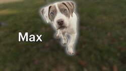 Paws & Pals: 4 dogs up for adoption at Posh Pets Rescue News Clip