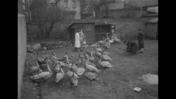 Royal Society for the Prevention of Cruelty to Animals cleans swans contaminated by oil on the Thames River, 1946 News Clip