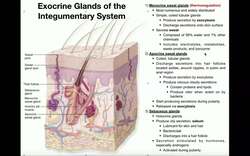 Exocrine Glands of the Integumentary System Instructional Video