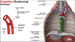 The Esophagus EXPLAINED Instructional Video
