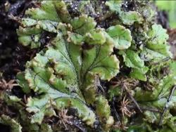 Origin and Diversity of Plants: Nonvascular Plants Instructional Video