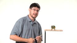 How to Teach Your Parrot to Nod Yes Instructional Video