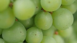 Close Up of Grapes on a Vine News Clip