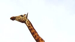 giraffe in africa Stock Footage