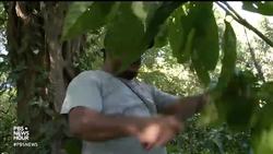 The race to develop coffee that can survive climate change News Clip