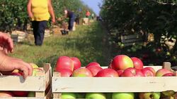Apple picking in orchard Stock Footage