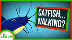 Catfish Walking on Land Find Water by its Smell Instructional Video