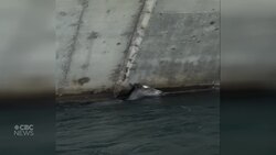 Foal rescued from river News Clip