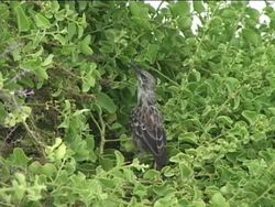 The Life of Birds: Video Assessment Instructional Video