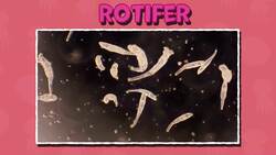 I WONDER - What Is The Smallest Invertebrate In The World? Instructional Video