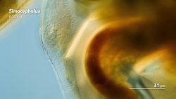 Your Screen Is Covered In Human Blood Instructional Video