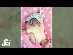 Why you REALLY can't sleep #shorts #science #SciShow Instructional Video