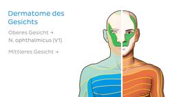 Dermatome Instructional Video