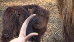 Health Canada wants to lift restrictions on cloned meat. Quebec farmers aren't so sure News Clip