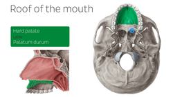 Overview of the oral cavity Instructional Video